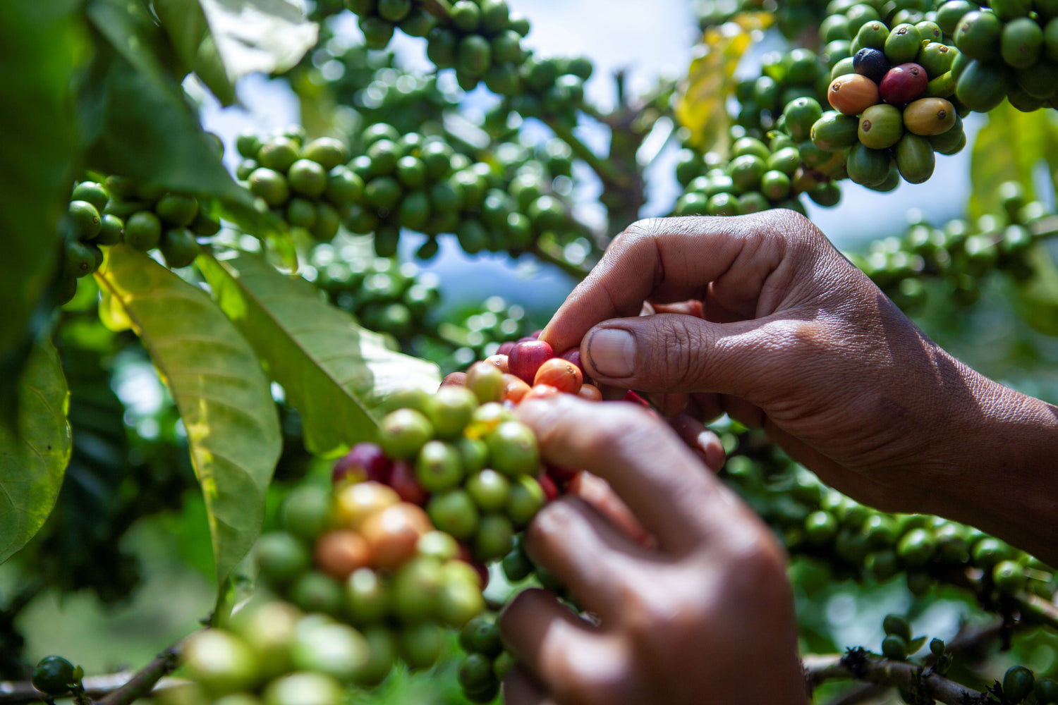 Healthy Robusta Cherries