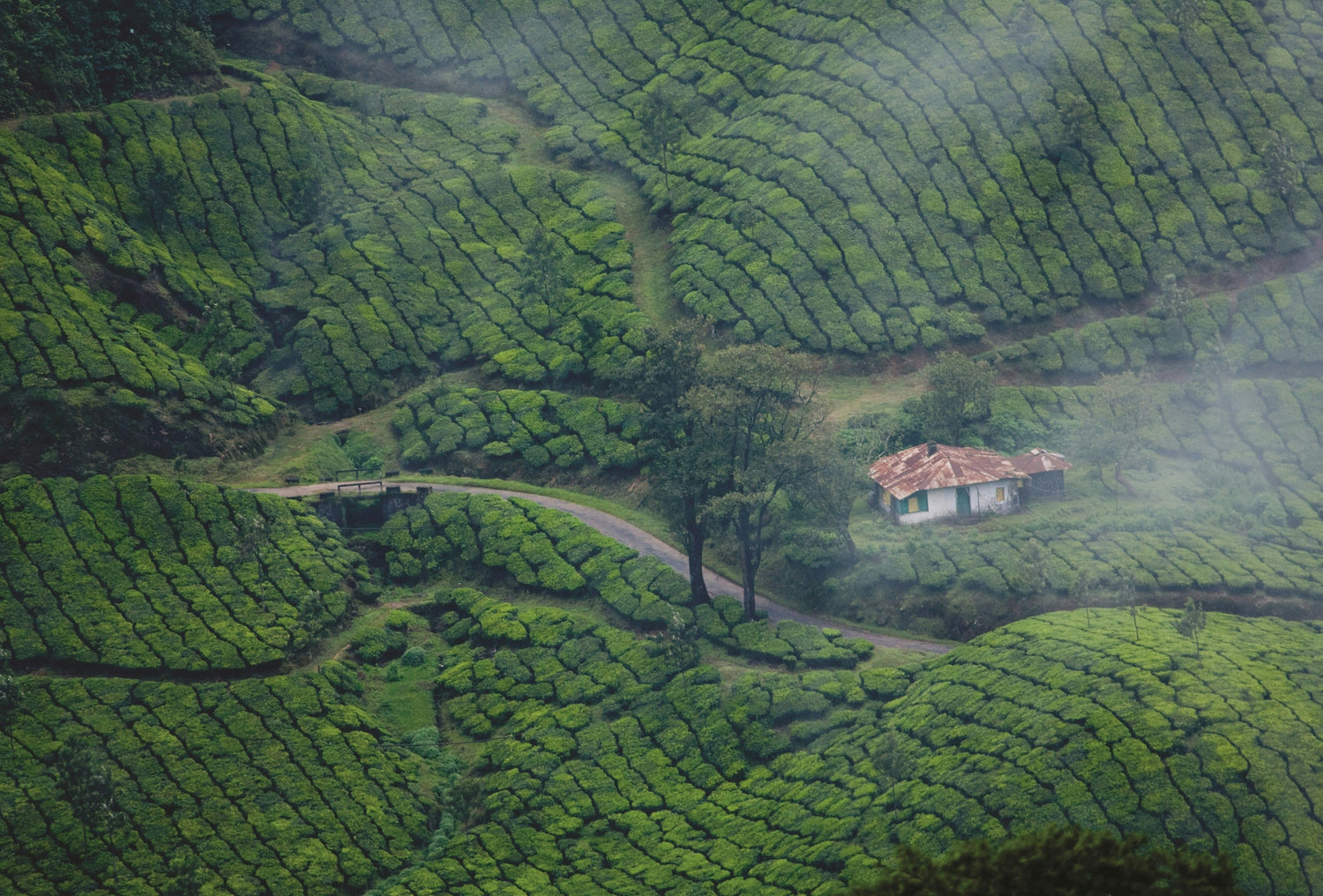 Kerala Coffee Farm