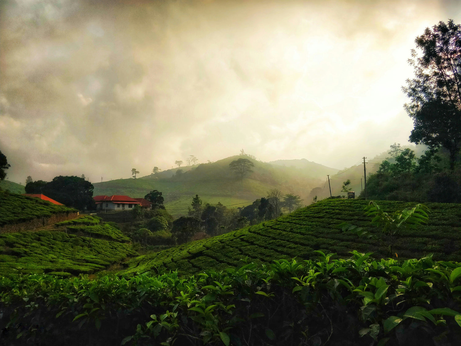 Sustainable Kerala Coffee Farm