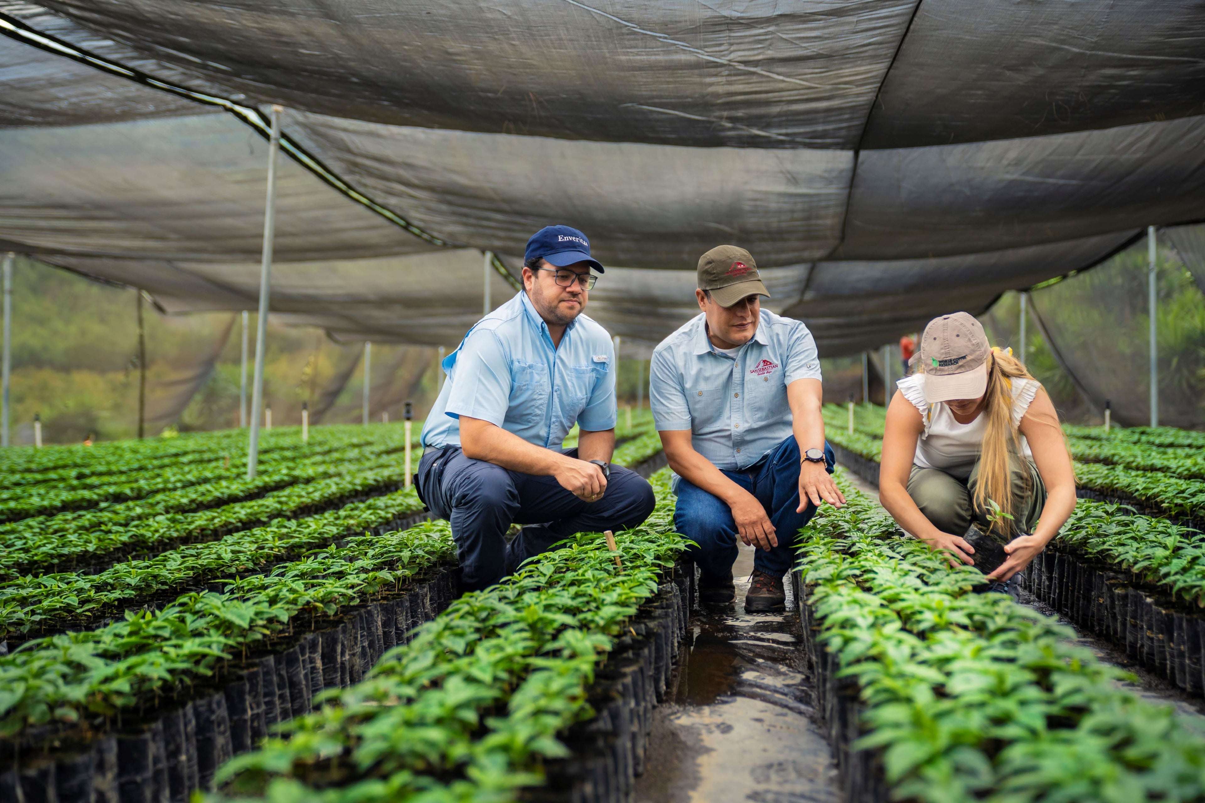WCR Workers Examining Coffee Plants