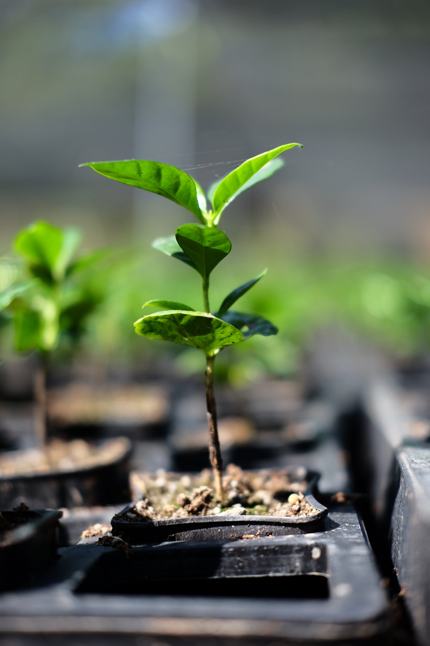 Young Coffee Plant