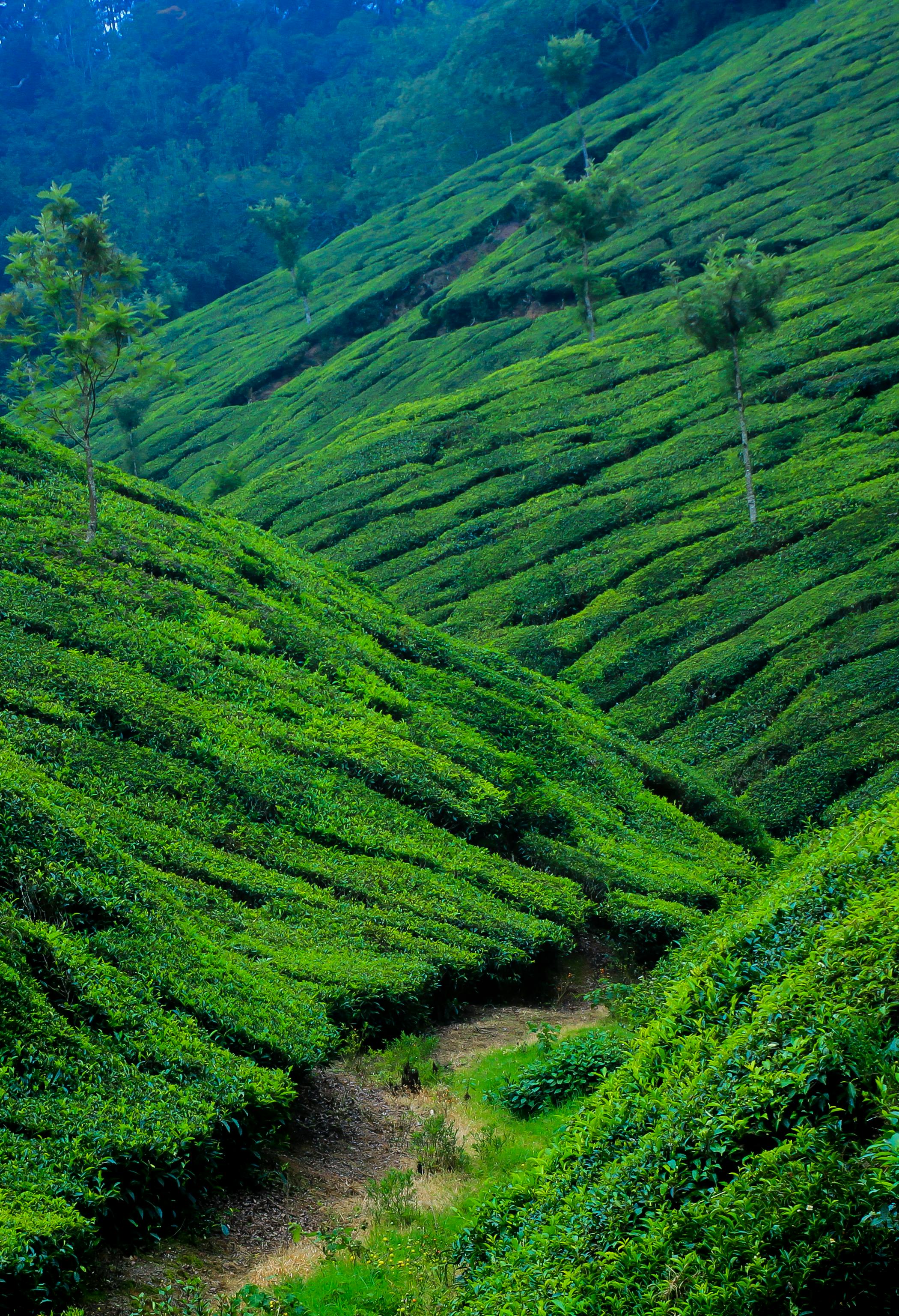 Western Ghats Coffee