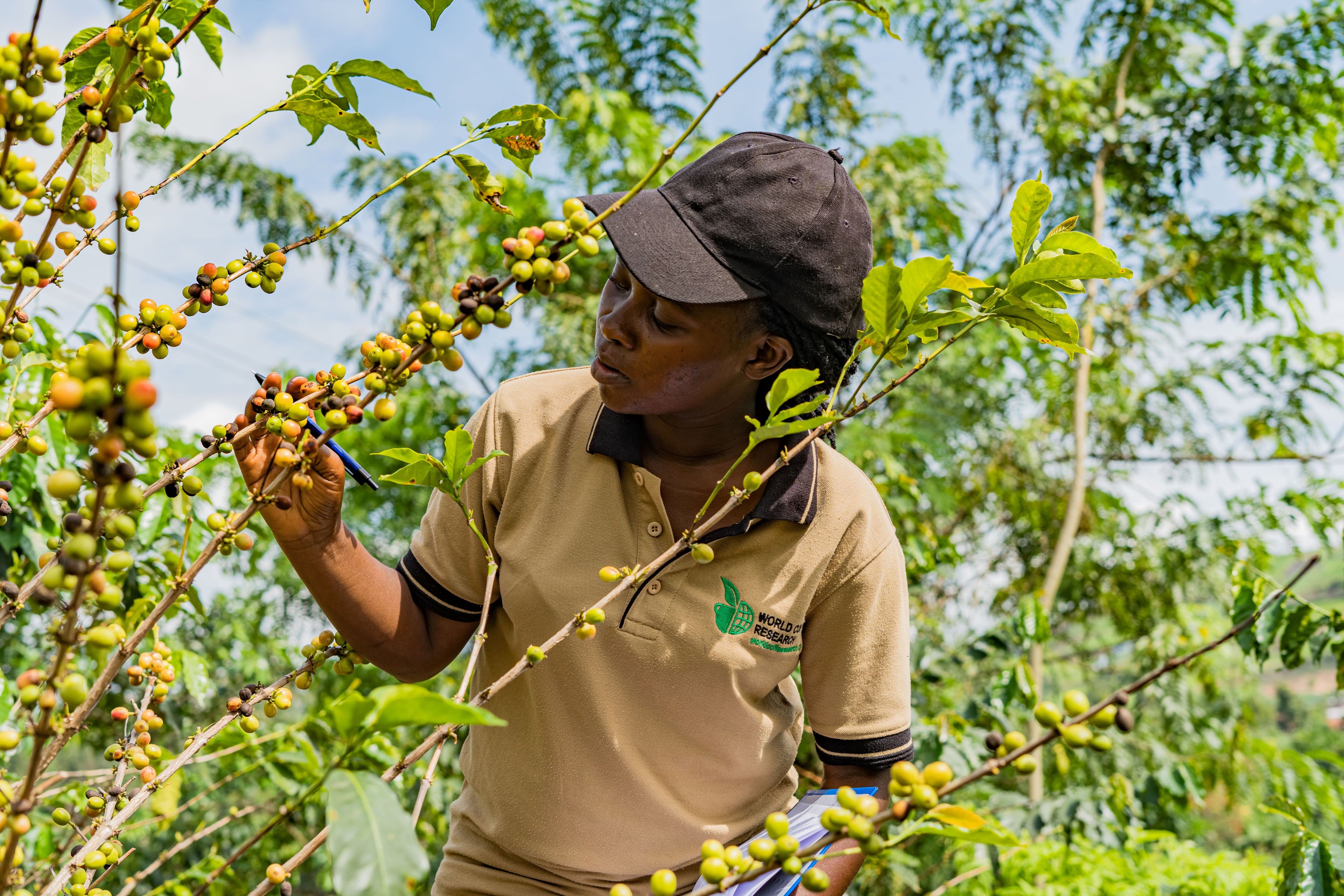 WCR Worker Picking Coffee Cherries